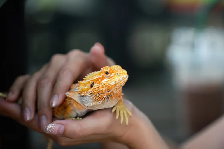 20 Adorable Exotic Pets That Make Perfect Companions