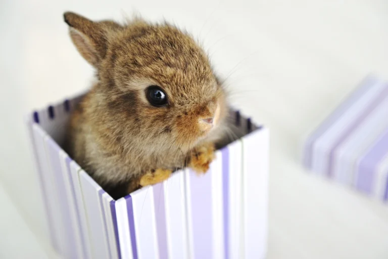 Baby Rabbit Gender Reveal: How to Tell if Your Bunny is Male or Female