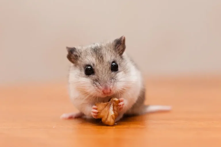 The Chinese Hamster Guide: Care, Behavior, and Essential Tips