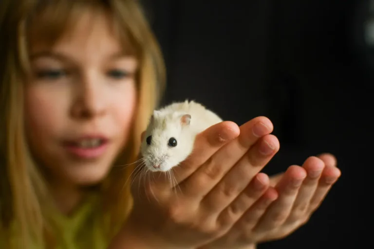 How to Choose the Right Hamster Species for First-Time Owners