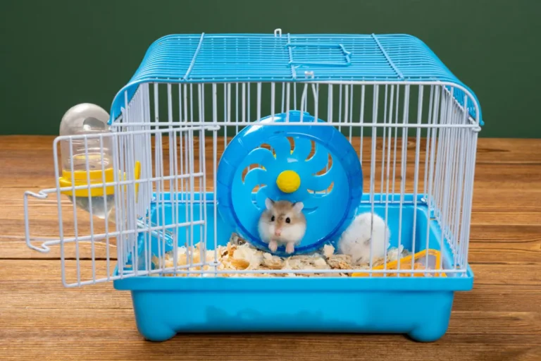 How to Clean a Hamster’s Cage: A Step-by-Step Guide