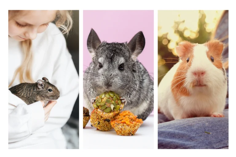 Choosing the Perfect Pocket Pet: Degu, Chinchilla, or Guinea Pig?