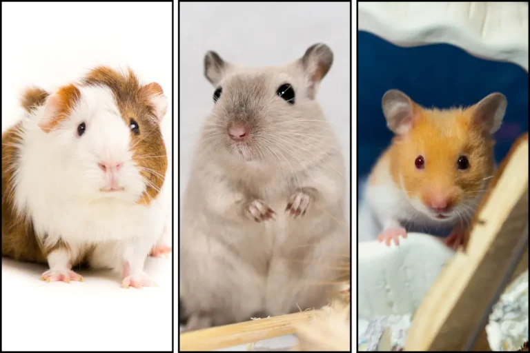 Gerbil vs Hamster vs Guinea Pig: Which Makes the Friendliest Pet?