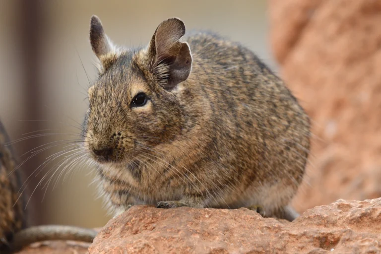 Thinking About Getting a Degu? Here’s What You Need to Know