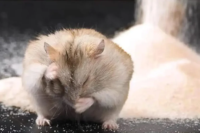 How Does a Sand Bath Work for Hamsters?