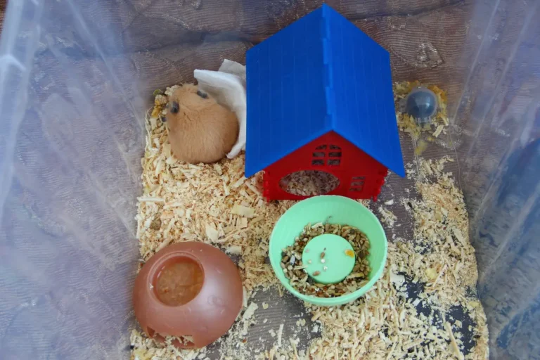 How Often Should You Change Hamster Bedding? Frequency & Tips