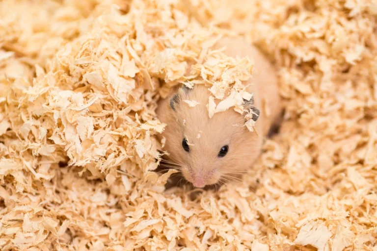 What Are Hamster Burrow Starters and How to Set Them Up?