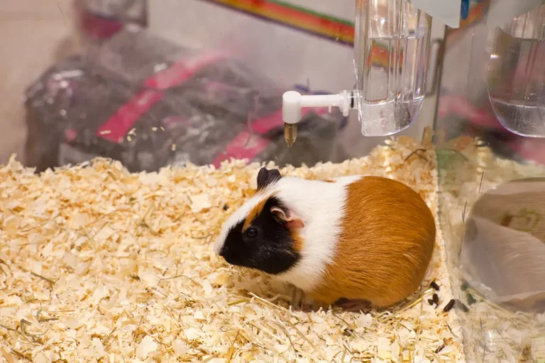 Is Your Hamster Not Burrowing? Top Reasons and How to Fix It