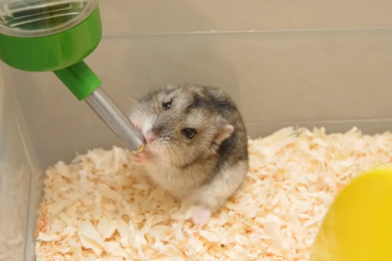 How Long Can a Hamster Survive Without Water?