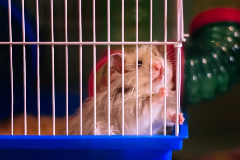 Why Bigger is Better: The Importance of Large Cages for Hamsters