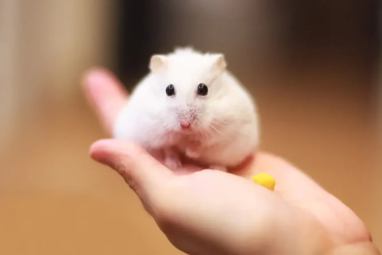 5 Essential Tips for Holding a Dwarf Hamster Safely