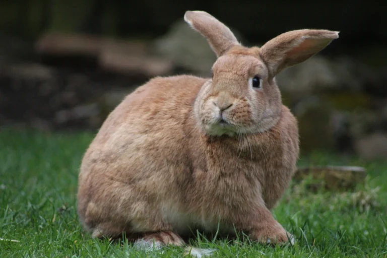 What Does The Rabbit Sound Mean? A Complete Guide to Bunny Noises