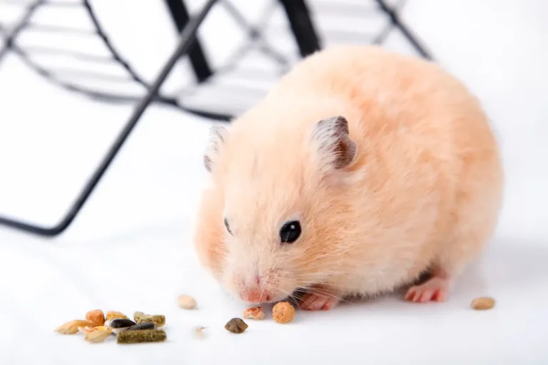 Syrian vs. Dwarf Hamster Care: A Complete Guide