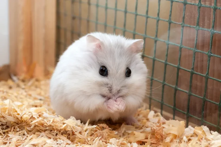 How To Take Care Of A Dwarf Hamster (A Beginners Guide)