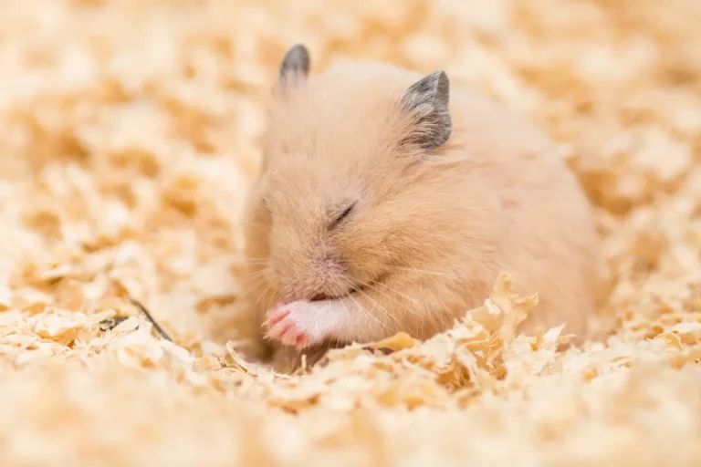 Waking Up Your Hamster from Torpor: a Step-by-Step Guide