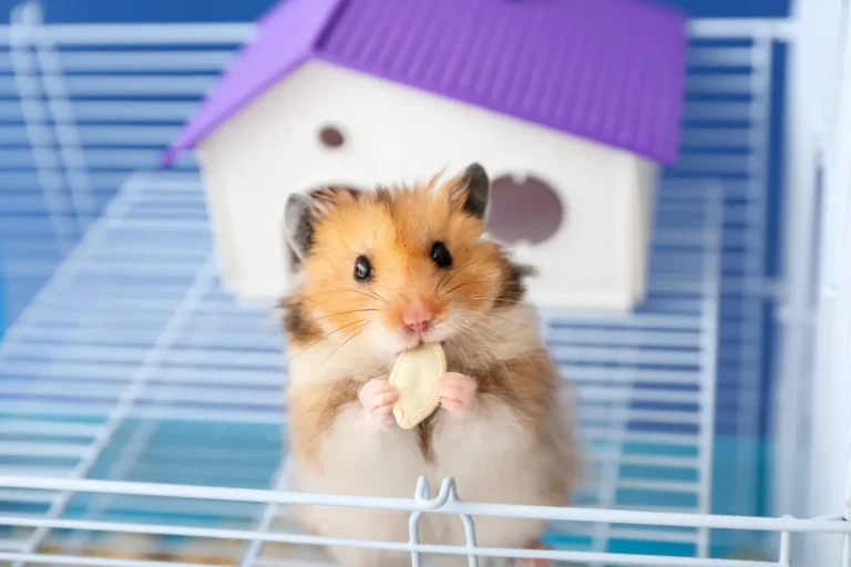 Choosing a Hamster’s Cage: Glass Tank, Wire Cage, or Plastic Bin?