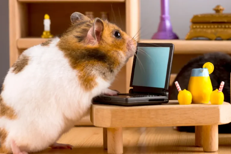 14 Things to Keep Your Hamster Happy and Thriving