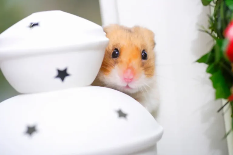 Is Your Hamster Scared? Identifying and Reducing Their Fears