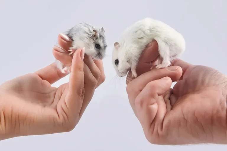 Top 10 Dos and Don’ts for Effective Hamster Care