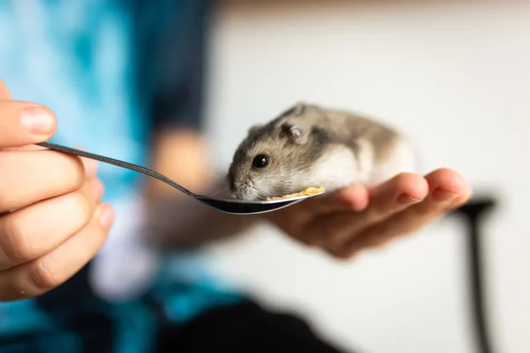 Feeding Frequency for Hamsters: How Often Should You Provide Food?