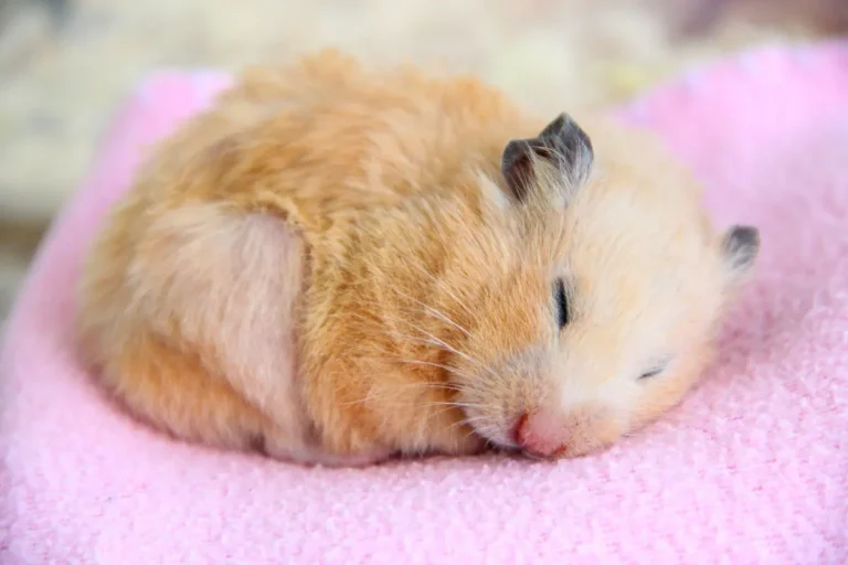 Do Hamsters Hibernate? A Comprehensive Guide to Torpor vs. Hibernation