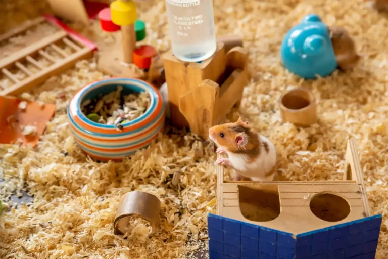 Cage Height Vs Floor Space: Which Matters More for Hamster?