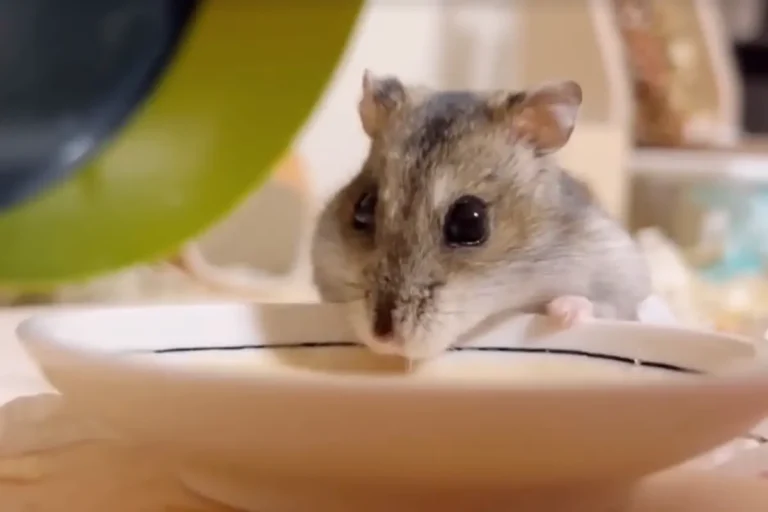 Bowl or Bottle? The Best Way to Hydrate Your Hamster