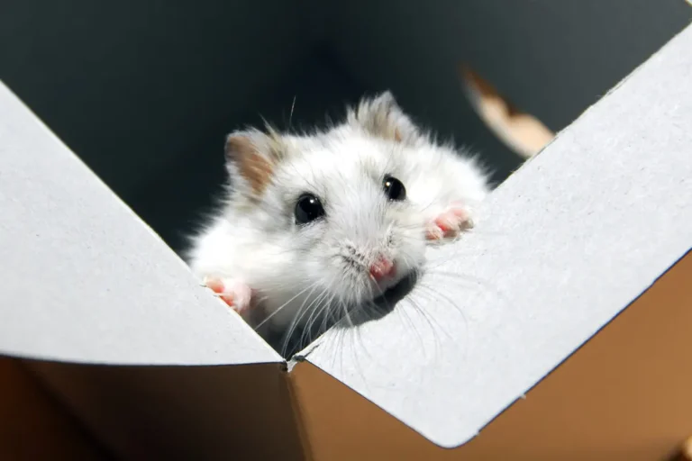 Lost Hamster? Here’s Why They Escape & How to Bring Them Back