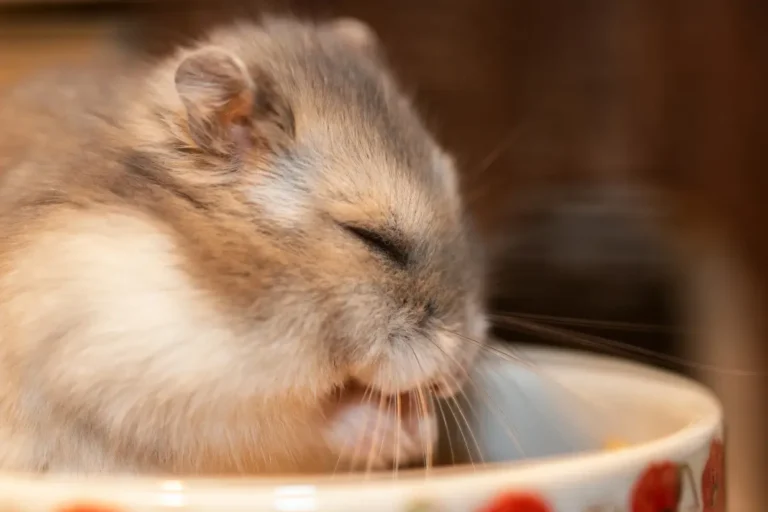 Is Your Hamster Hibernating or Dead? How to Tell the Difference