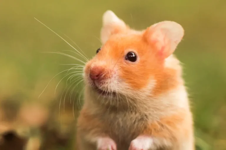 Hamster Night Vision: How They See in the Dark