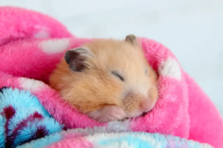 Hamster Sleeping Habits Explained: Why Do They Sleep So Much?