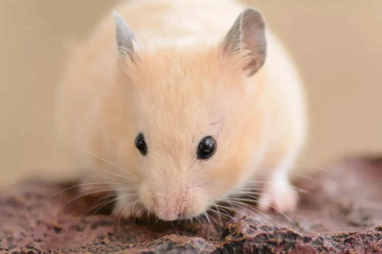 How Much Do Hamsters Weigh? A Guide to Hamster Size and Growth