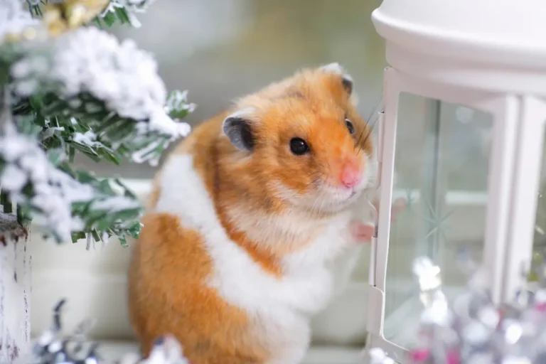 How to Protect Your Hamster from the Cold: Winter Warmth Tips