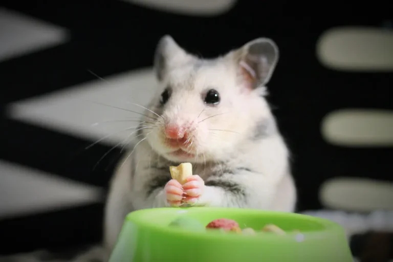 Feeding Your Hamster: A Balanced Diet Guide