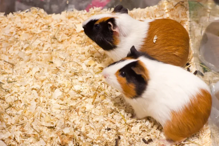 Is It Safe to Keep Two Hamsters Together in The Same Cage?