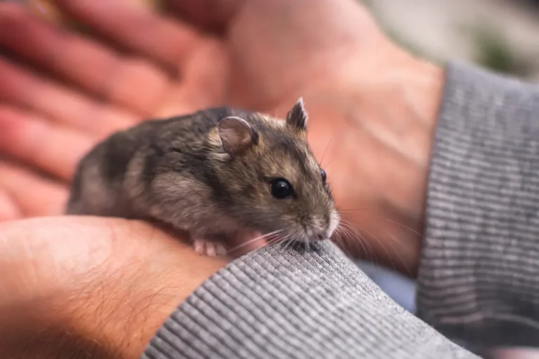 Is Your Hamster Down in the Dumps? Recognizing Signs of Depression