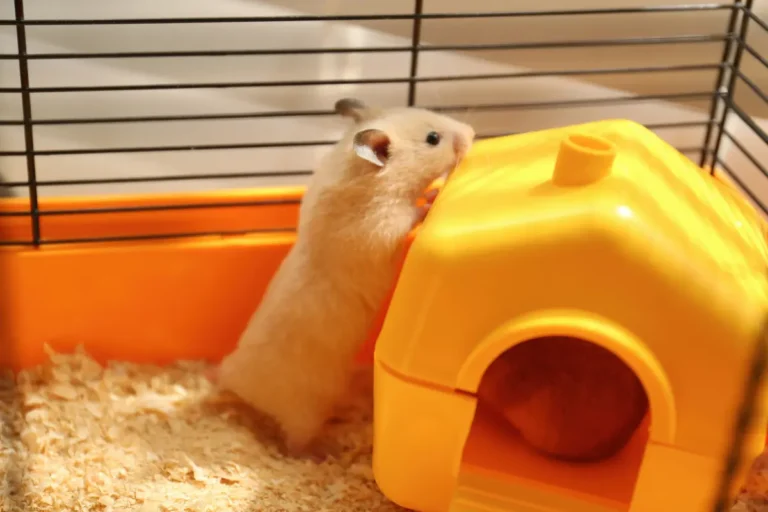 How to Keep Your Hamster Busy and Entertained