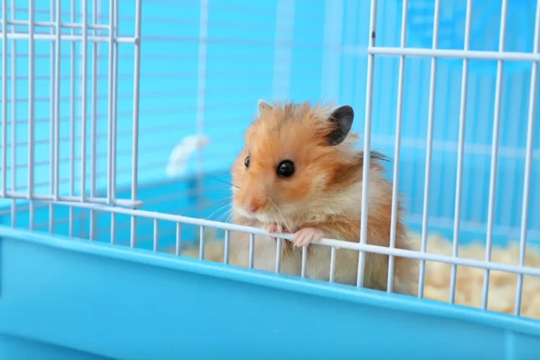 How Small Can a Hamster Cage Be in Inches?