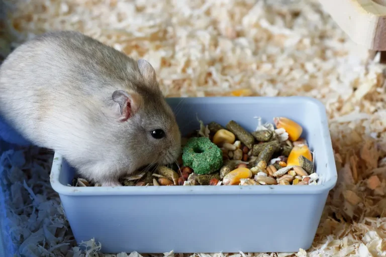 Hamster Emergency: How Long Can They Last Without Food