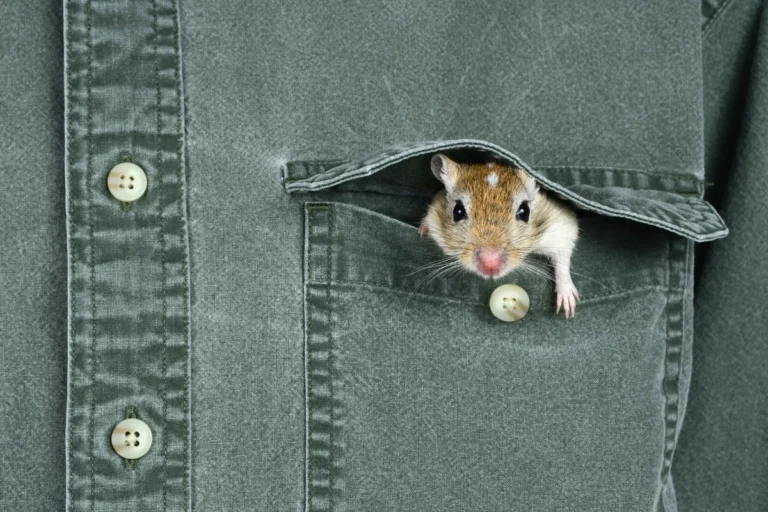 Pocket Pets: A Complete Guide to These Tiny, Adorable Companions