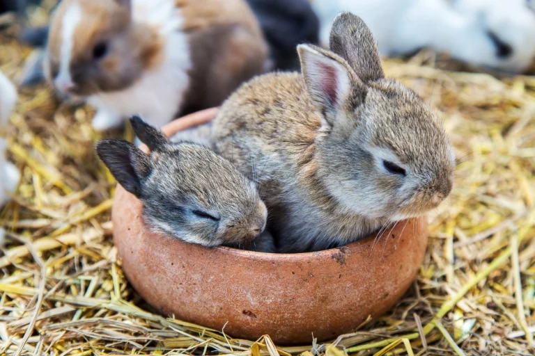 What Your Rabbit’s Sleeping Position Says About Them