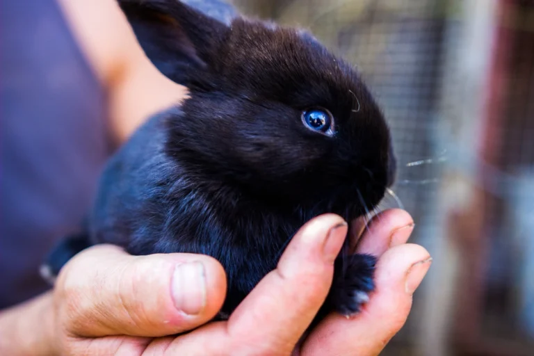 10 Signs Your Rabbit Truly Trusts You (And How to Build That Trust)