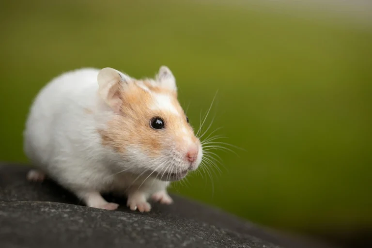 Avoid These 5 Smells That Hamsters Hate the Most