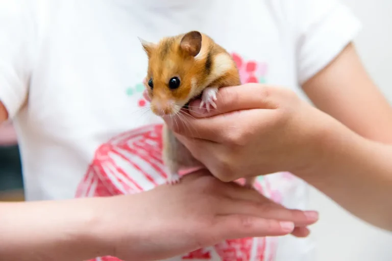 No More Nips! A Guide to Preventing Hamster Bites and Building Trust